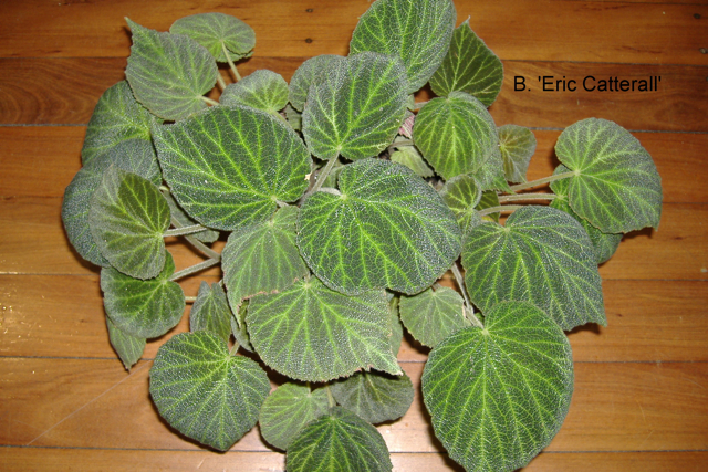 B. ‘Eric Catterall’